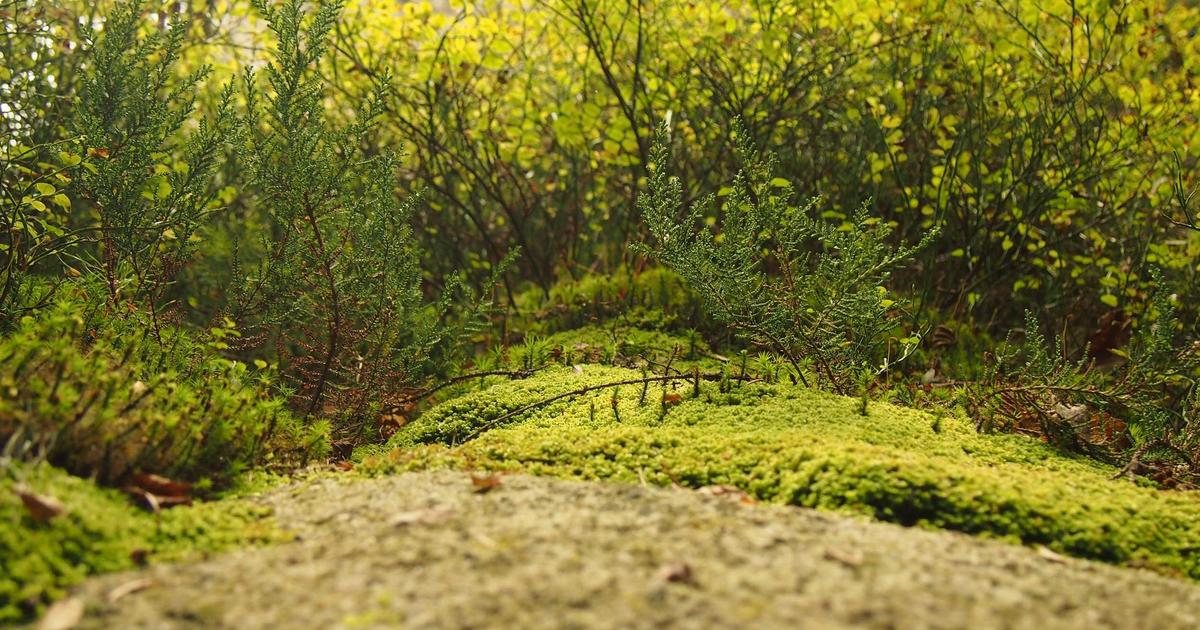 AI-Powered Focus Filters: Automate Your Attention - Remote Work & Productivity