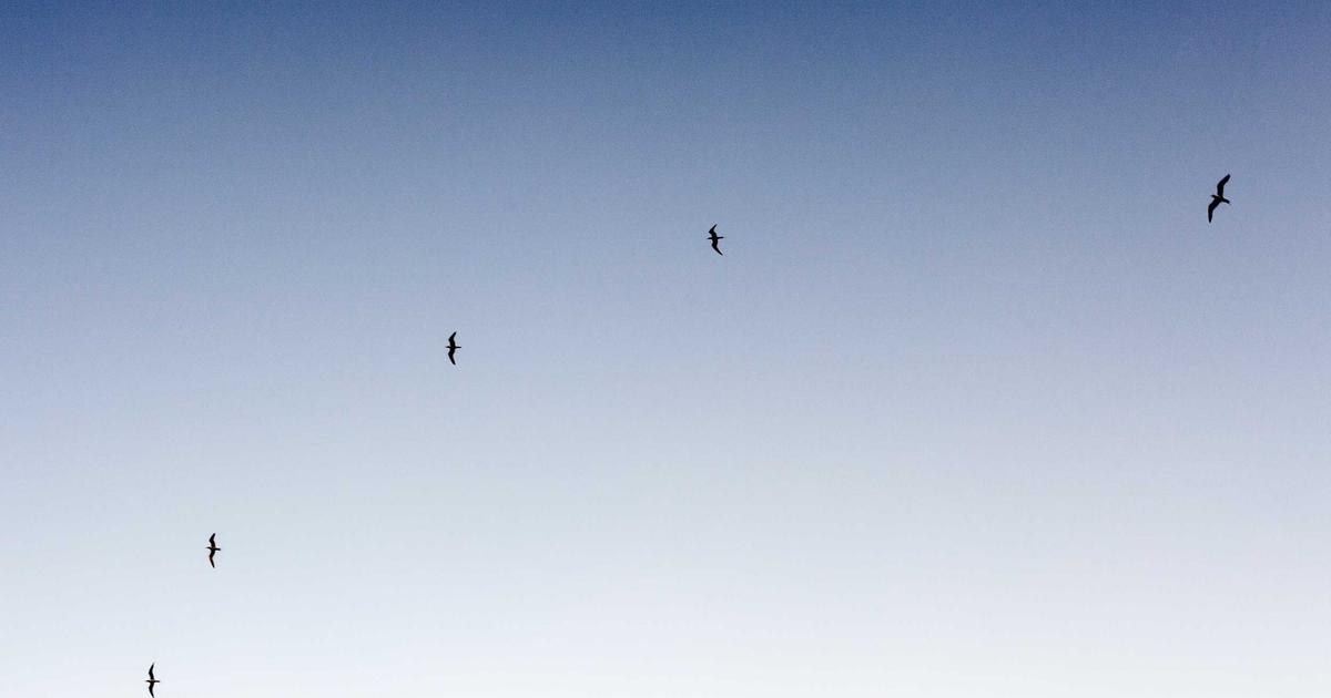 Asynchronous Advantage: Master Remote Team Collaboration - Remote Work & Productivity