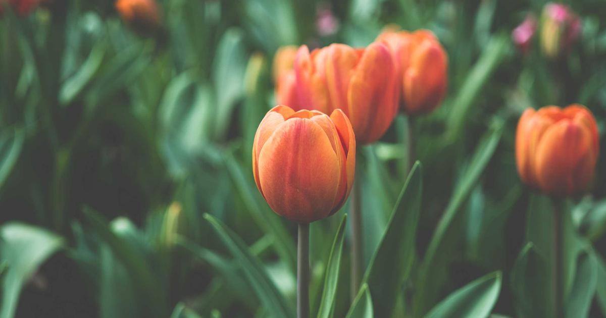 Hyper-Personalized SEO: AI & Automation in 2026 - Digital Marketing & SEO