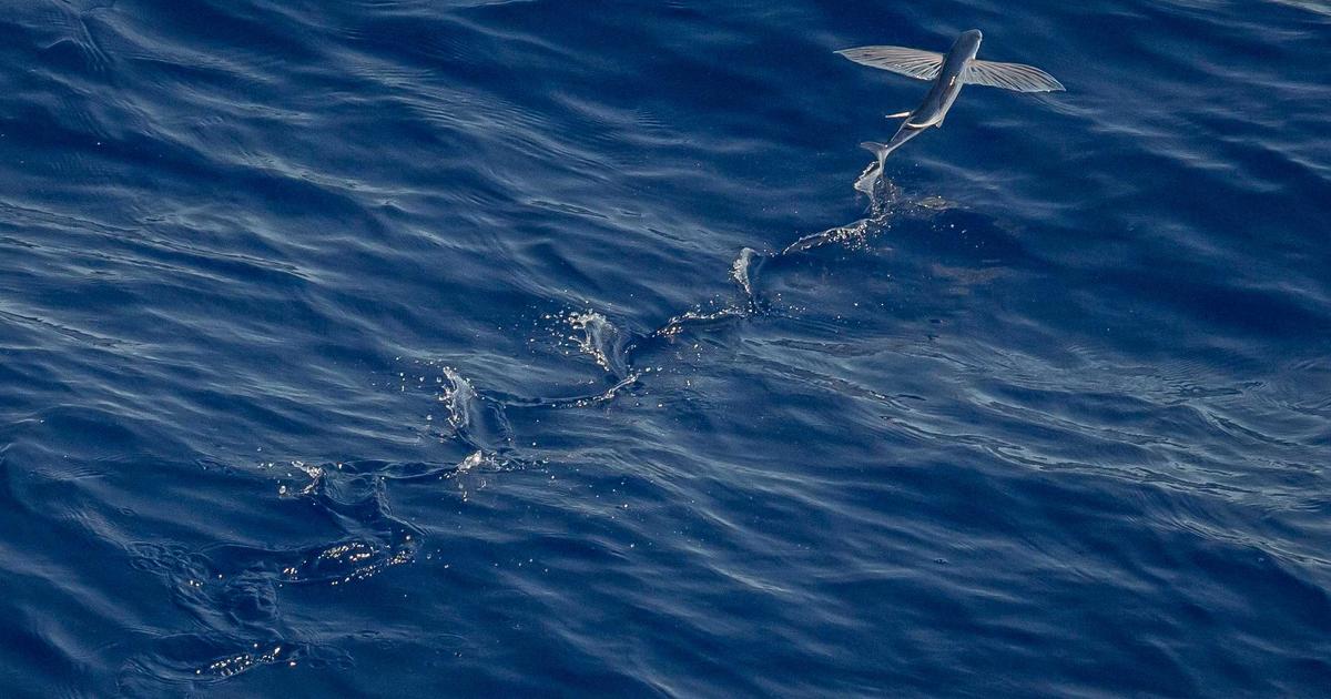 Passwordless Future: Automating Multi-Factor Authentication - Cybersecurity