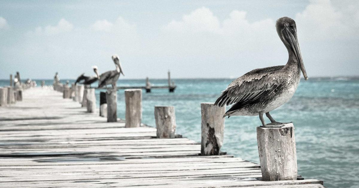 Remote Work Harmony: Tools for Seamless Collaboration - Remote Work & Productivity