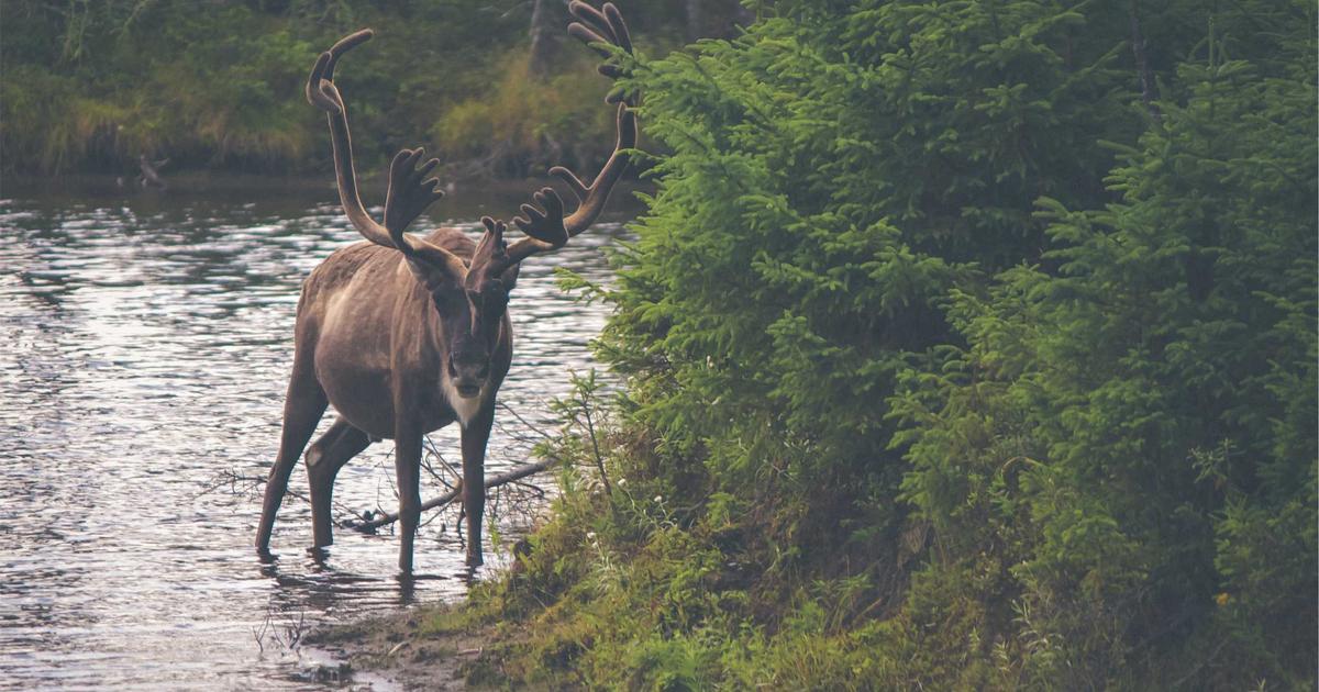 SaaS Consolidation: AI-Driven Recommendations for 2026 - SaaS & Software