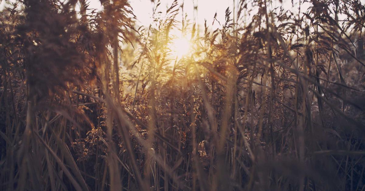 Transforming SEO with Automation Strategies - Digital Marketing & SEO