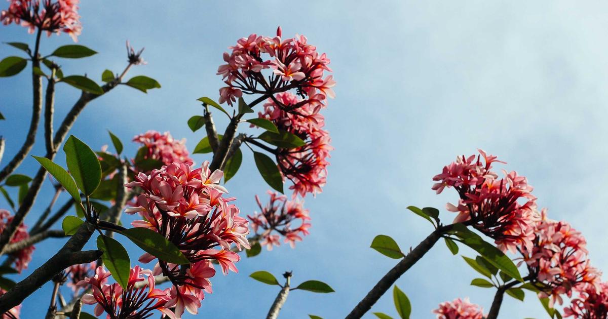 Streamlining Remote Workflows - Remote Work & Productivity